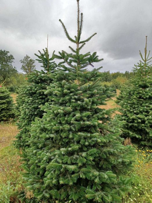 Jodła kaukaska cięta 1. KLASA 200-250cm