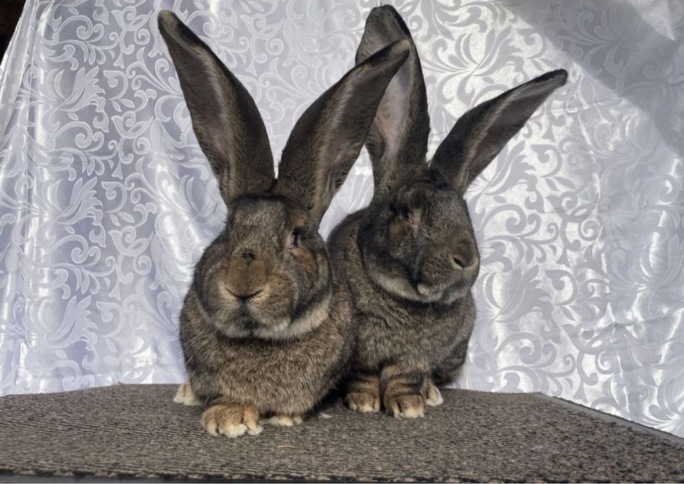 Belgijski olbrzym szary młode z rodowodem