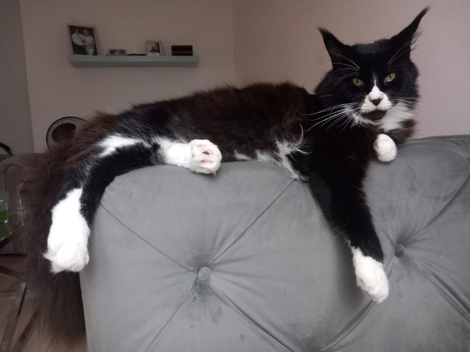 Maine Coon kocur do odbioru -wyjątkowy kolor, hodowla