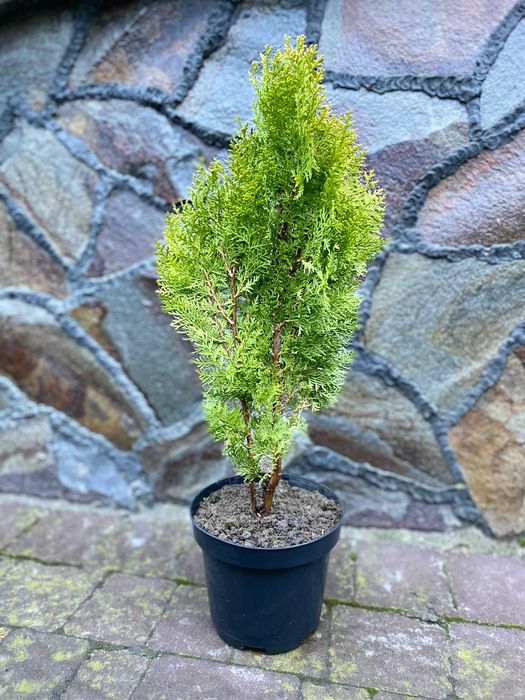 Ауреа Нана Туя Смарагд Ялівець Кипарисовик Ялинка  Мунглоу П9 і 3Л