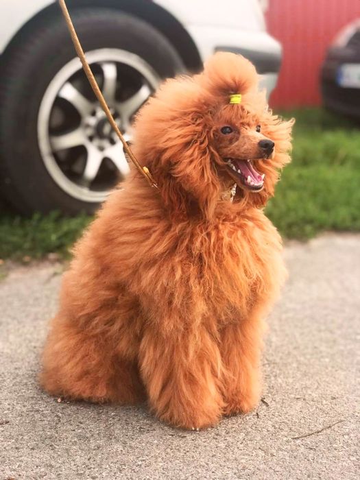 Пудель той с хорошей родословной, красивый жених