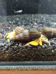 Tylomelania Orange