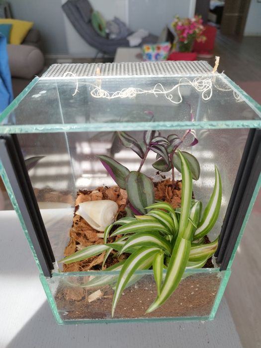 Terrarium tropikalne z wystrojem