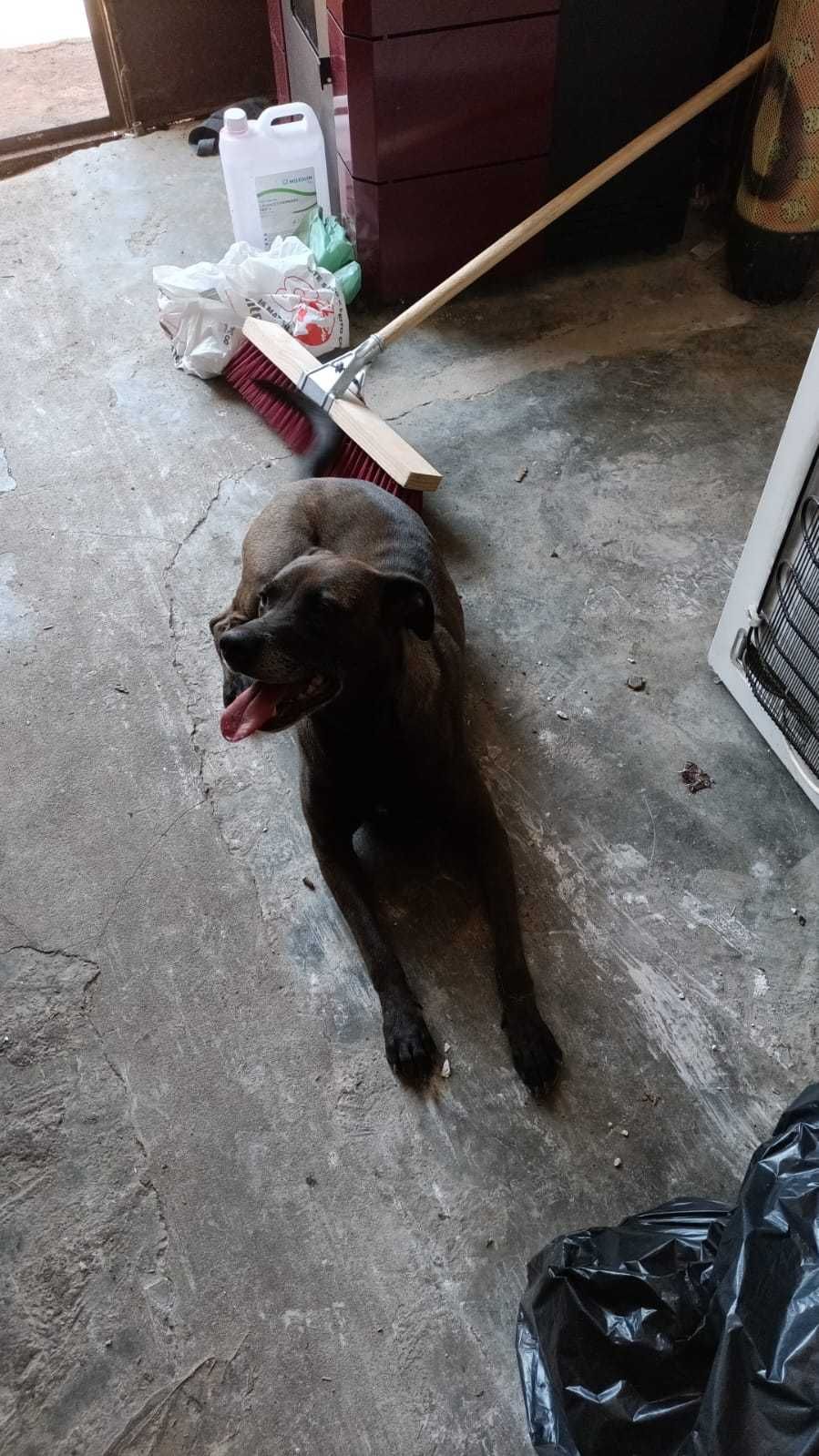 A cadela "Maria", linda e energética