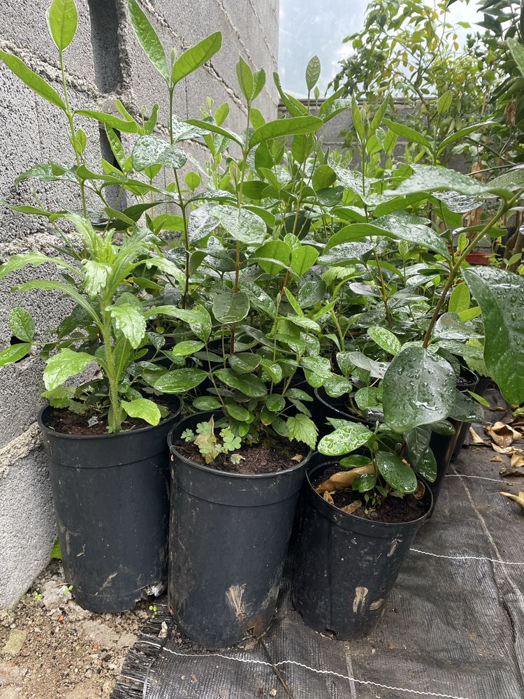 Feijoa com 50cm