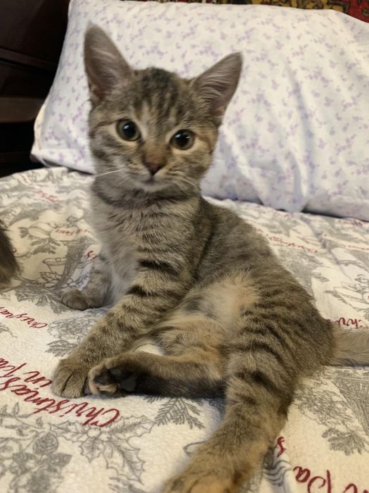 Котята разные бесплатно. Кот. Кошка. Котенок даром.