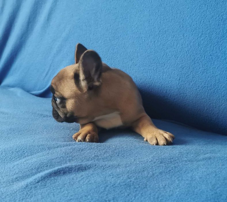 Chłopczyk  Buldog FRANCUSKI !