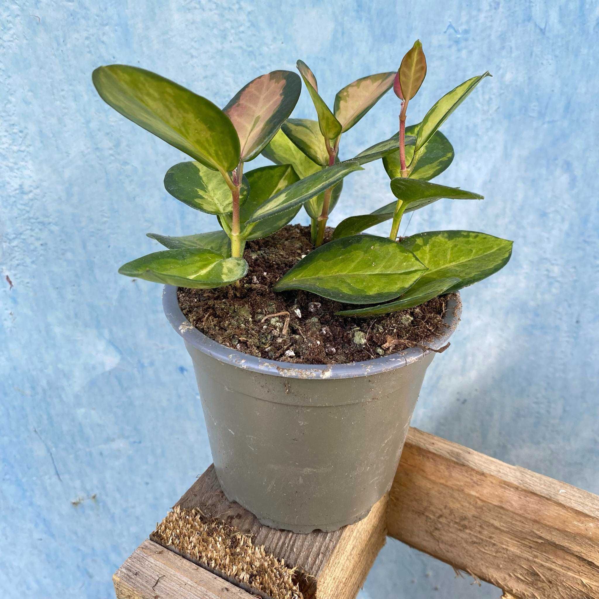Hoya Australis Lisa Hoja Ogrzewacz w Cenie