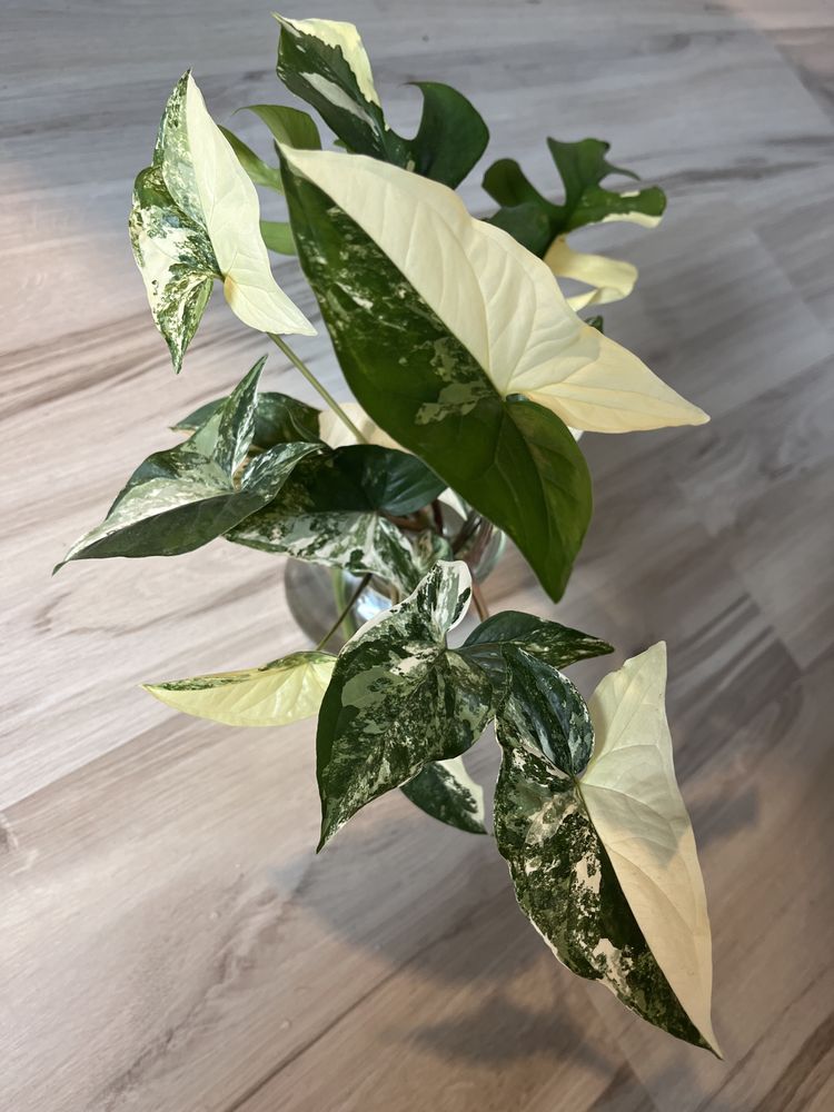 Syngonium emerald gem variegata