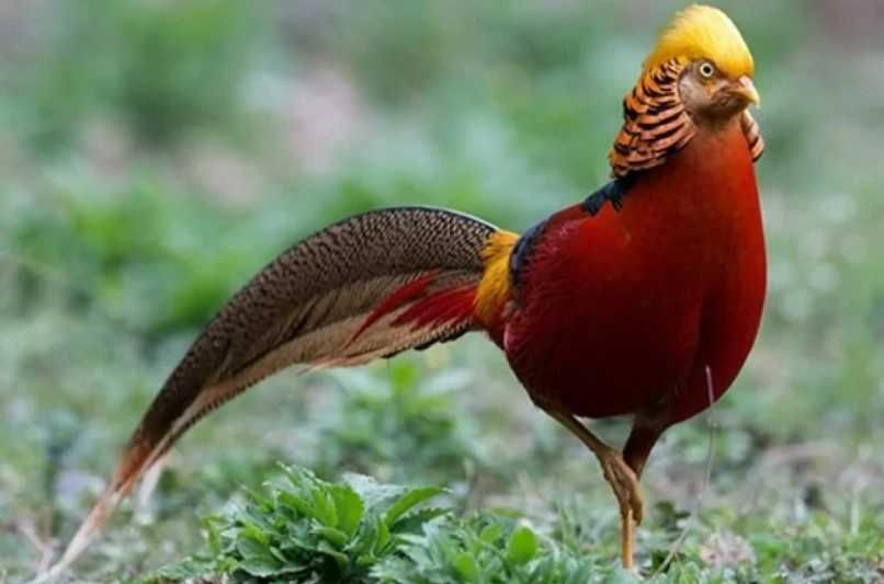 Золотий фазан, яскраві красиві, статевозрілі самці. Декоративний птах