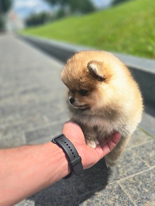 Шпицы С Документами