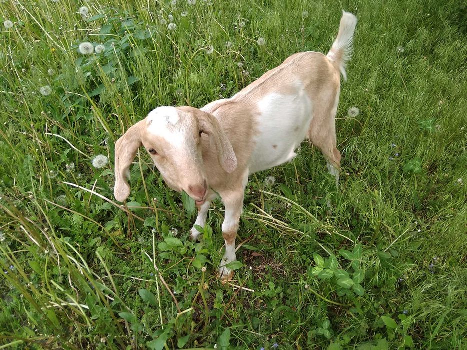 Англо-нубійська кізочка