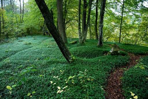 Barwinek pospolity 100 SZTUK po1 zł zadarniający pod drzewa