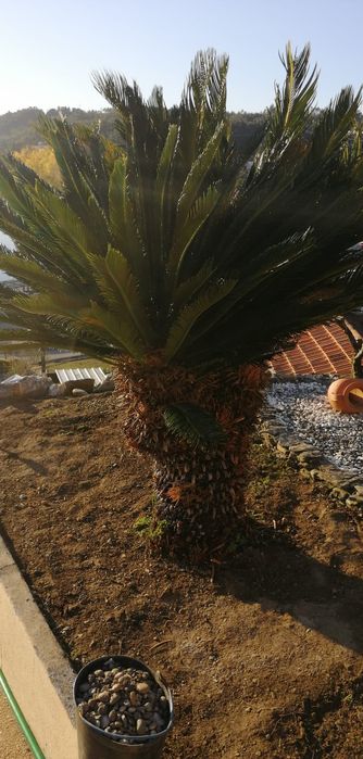 Planta de jardim tipo palmeira cica