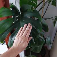 Monstera deliciosa