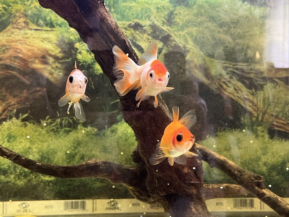 3 peixes de agua fria