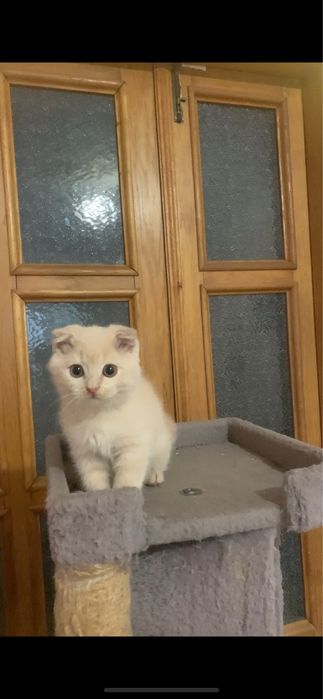 Кошенятко висловухе фолд