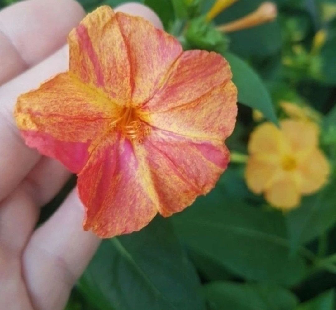 Dziwaczek Peruwiański Mirabilis Jalapa nasiona 100szt nasion