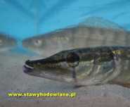 SZCZUPAK 9cm ryby do zarybiania stawów i oczek - WYSYŁKA