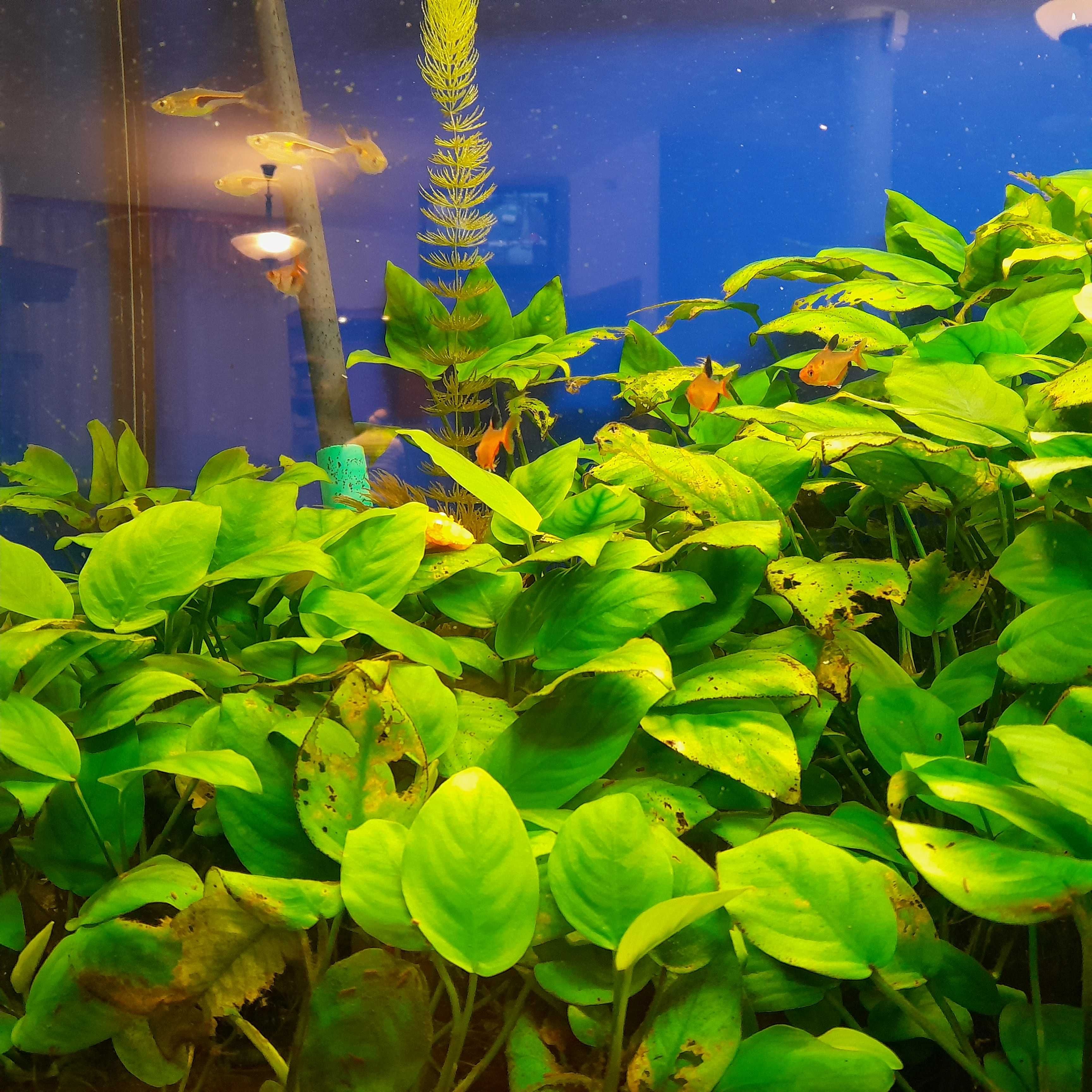 Anubias kłącza - własna hodowla