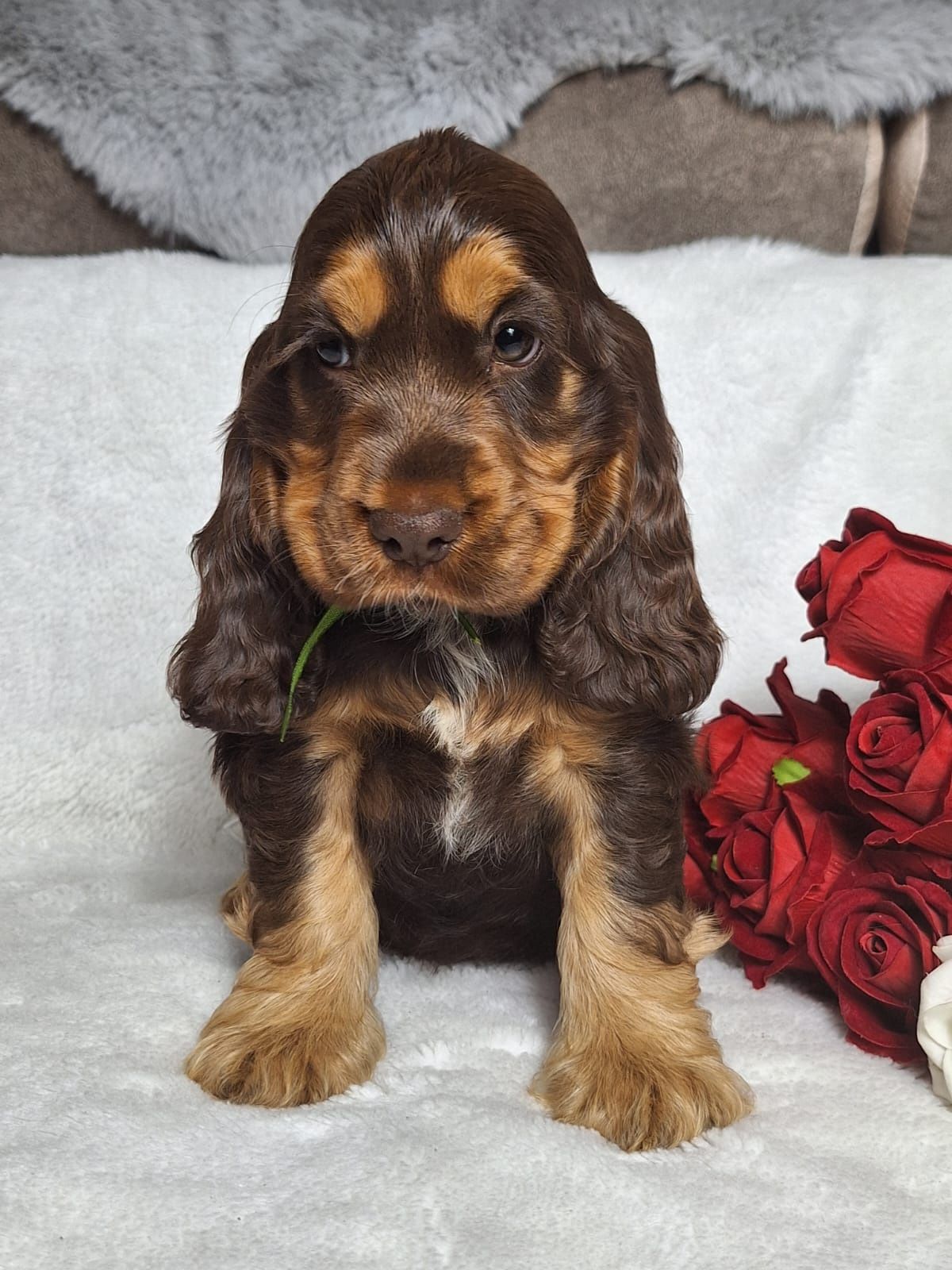 Cocker spaniel angielski - czekoladowo podpalany piesek