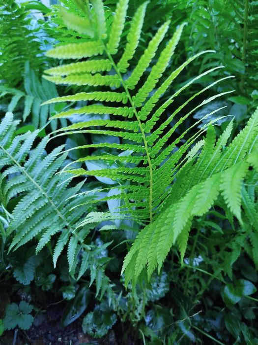 Хоста, лютики, гибискус, юкка, папоротник и др.