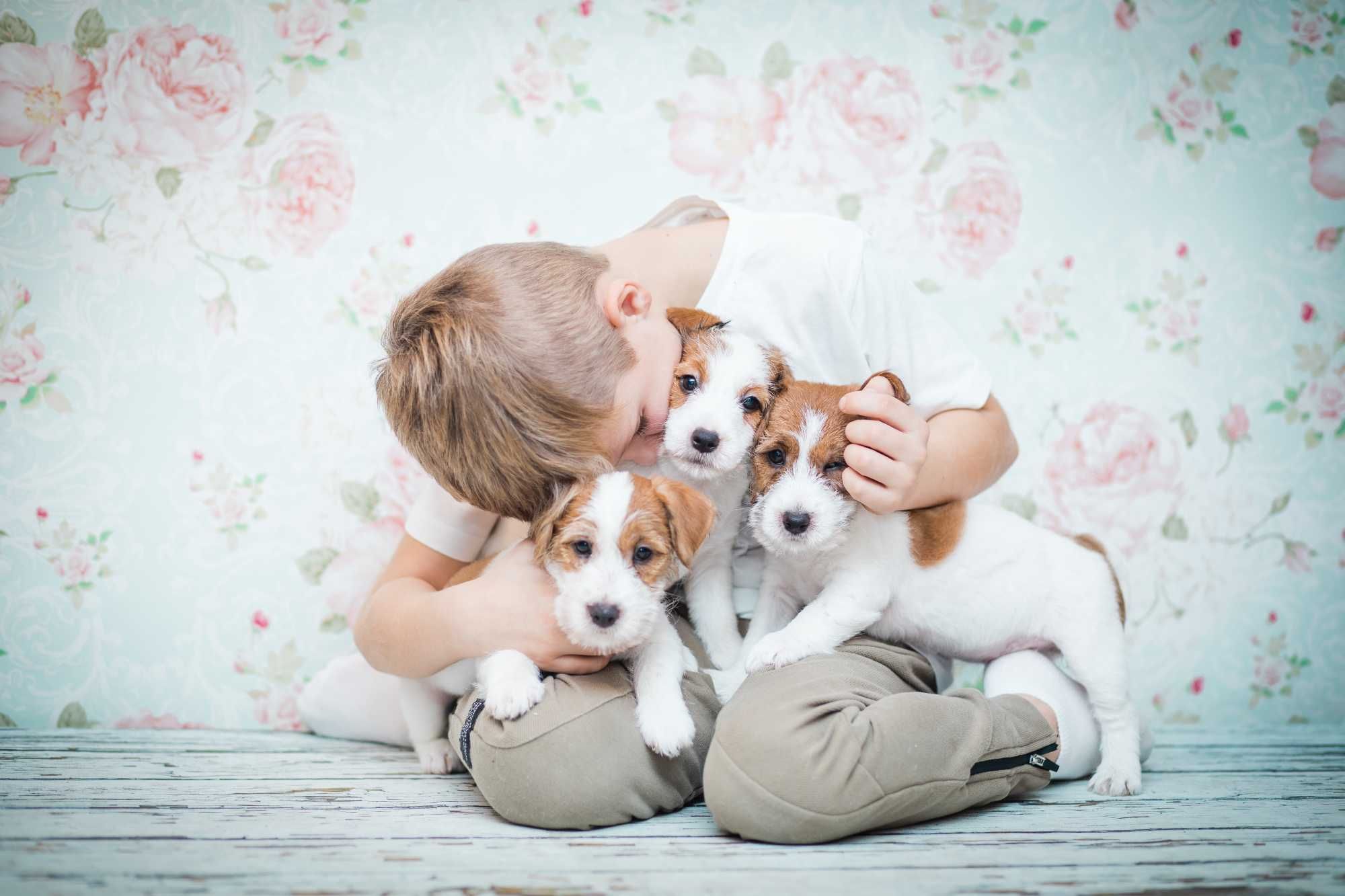 Szczeniaki Jack Russell Terrier ZKWP FCI z Rodowodem