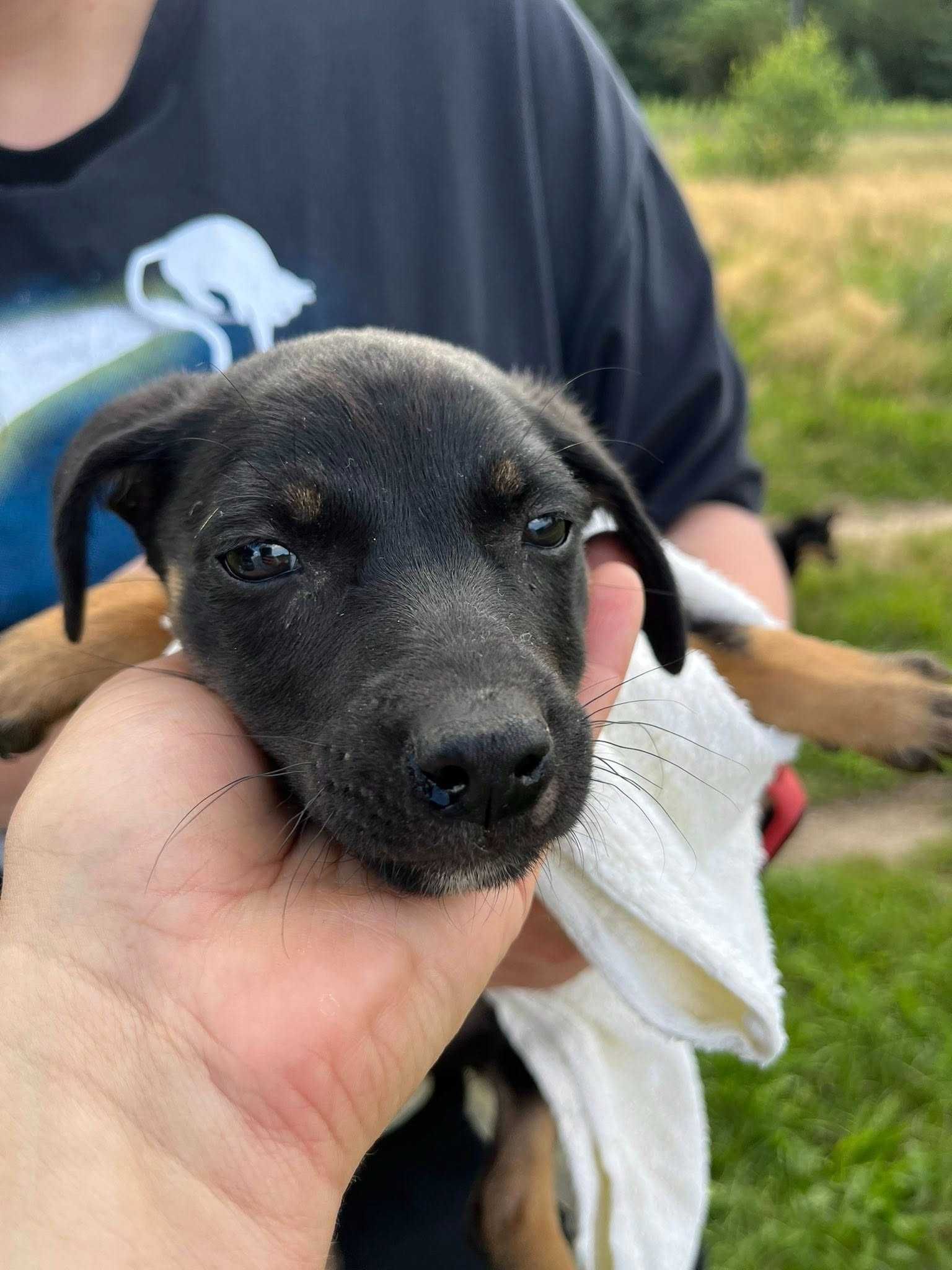Samborek cudny szczeniak do adopcji