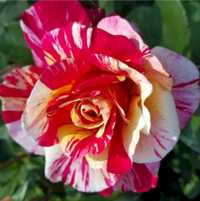 Троянда "MAURICE UTRILLO" закрита коренева