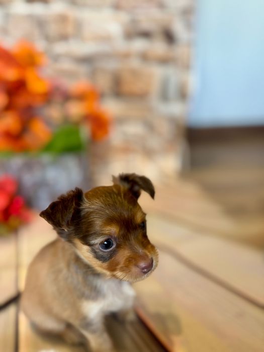 Rosyjski toy długowłosy piesek FCI ZKWP