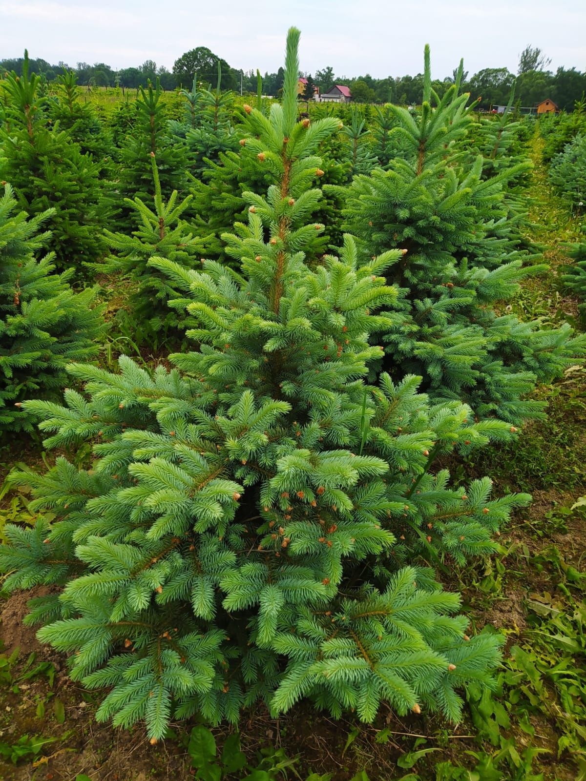 Świerk srebrny, kłujący kopany z gruntu z własnej plantacji, żywopłot