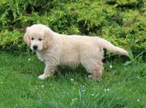 Golden Retriever ZKwP FCI Gotowe do odbioru