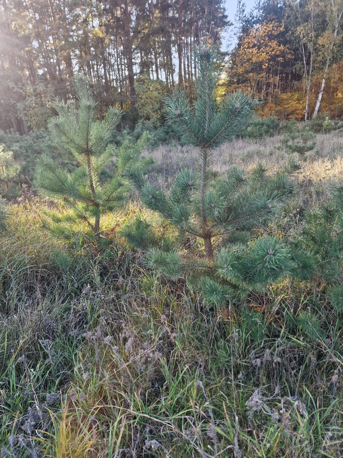 Sosna drzewka oddam