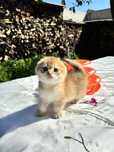 Чарівний малюк 1,5 місяців scottish fold