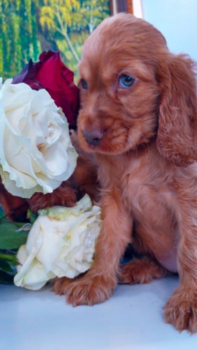 Англійський кокер спаніель