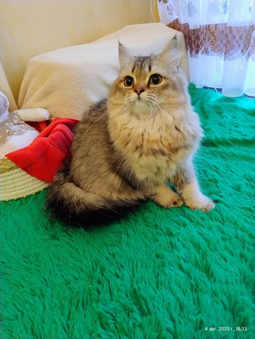 Довгошерста красуня ціна символічна