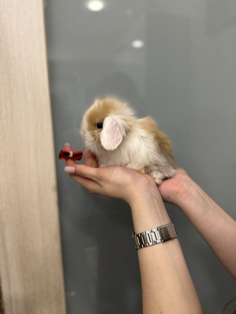 Висловухий баранчик - декоративний міні кролик
