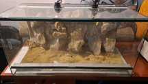 Terarium dla Agamy lub innego gada