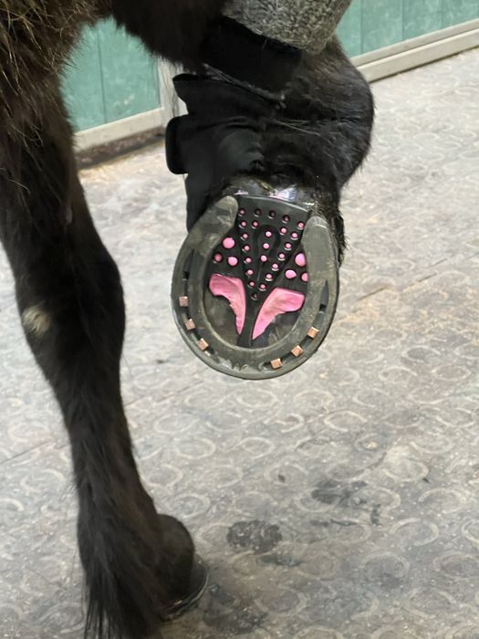 Werkowanie/podkuwanie koni