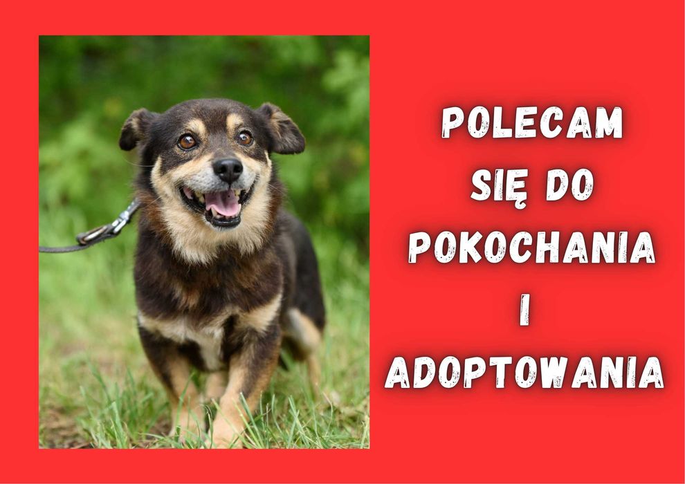 SMILO - marzy o nowym domu i rodzinie :)