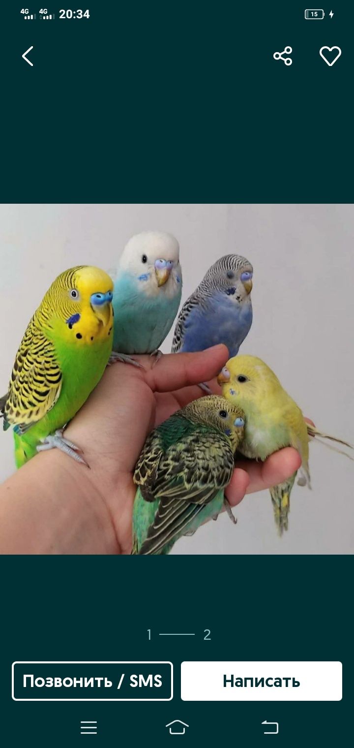 Возьму попугая в добрые руки попугая любой породы!
