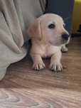 Labrador Retriever szczeniak z rodowodem!