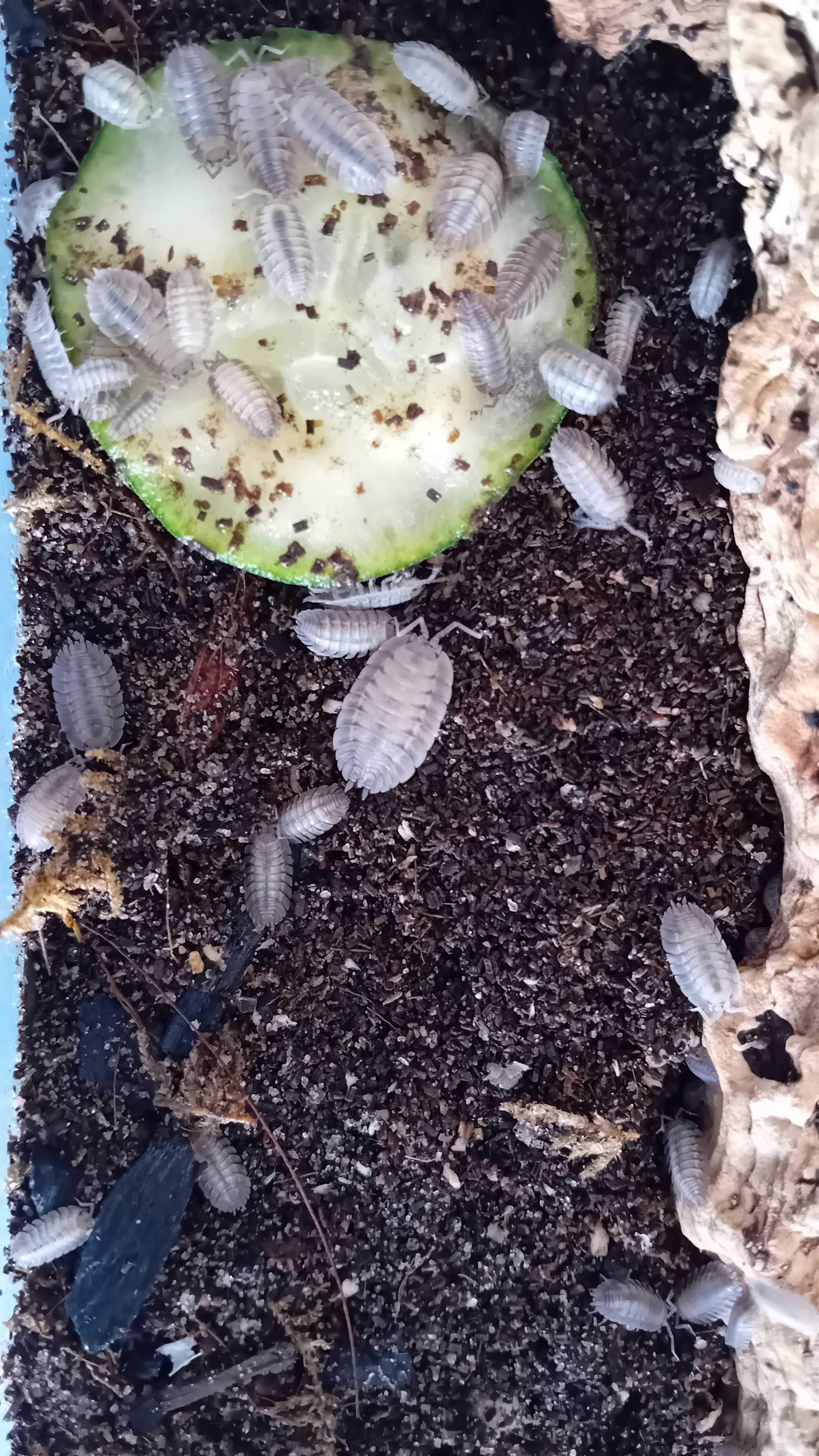 Isopods. "Bichos da conta".