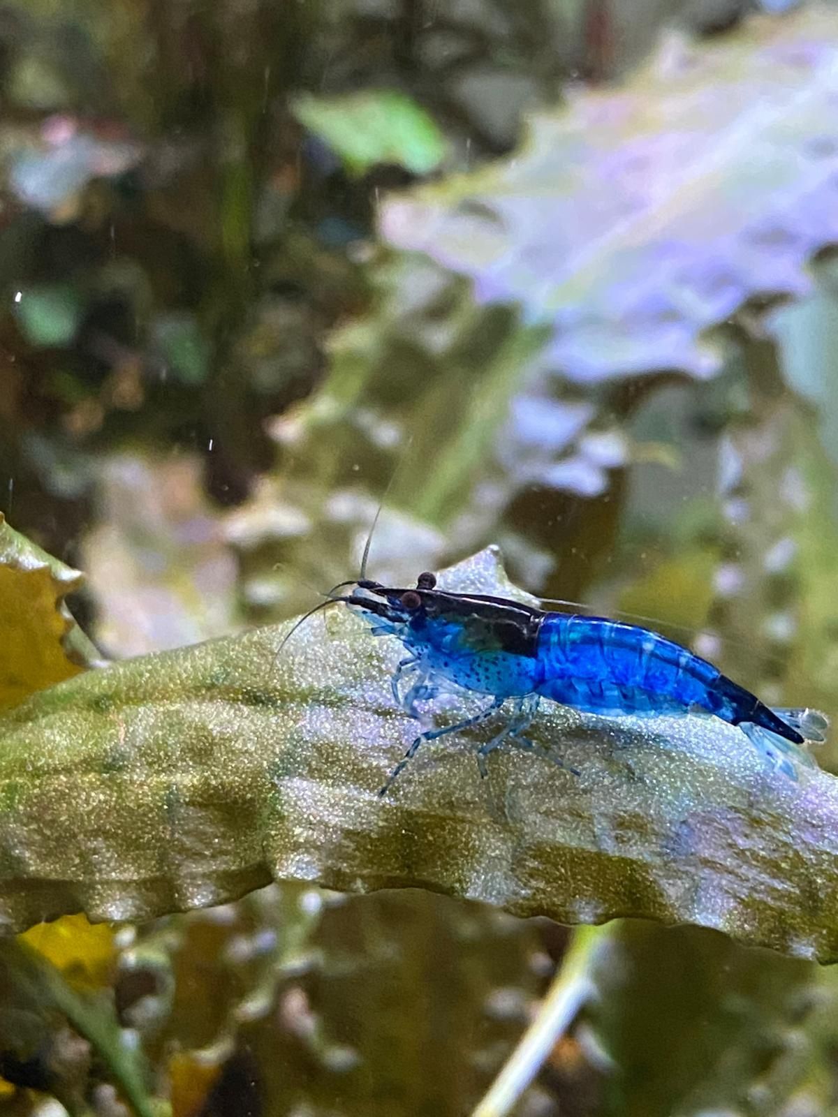 Neocaridinas blue velvet