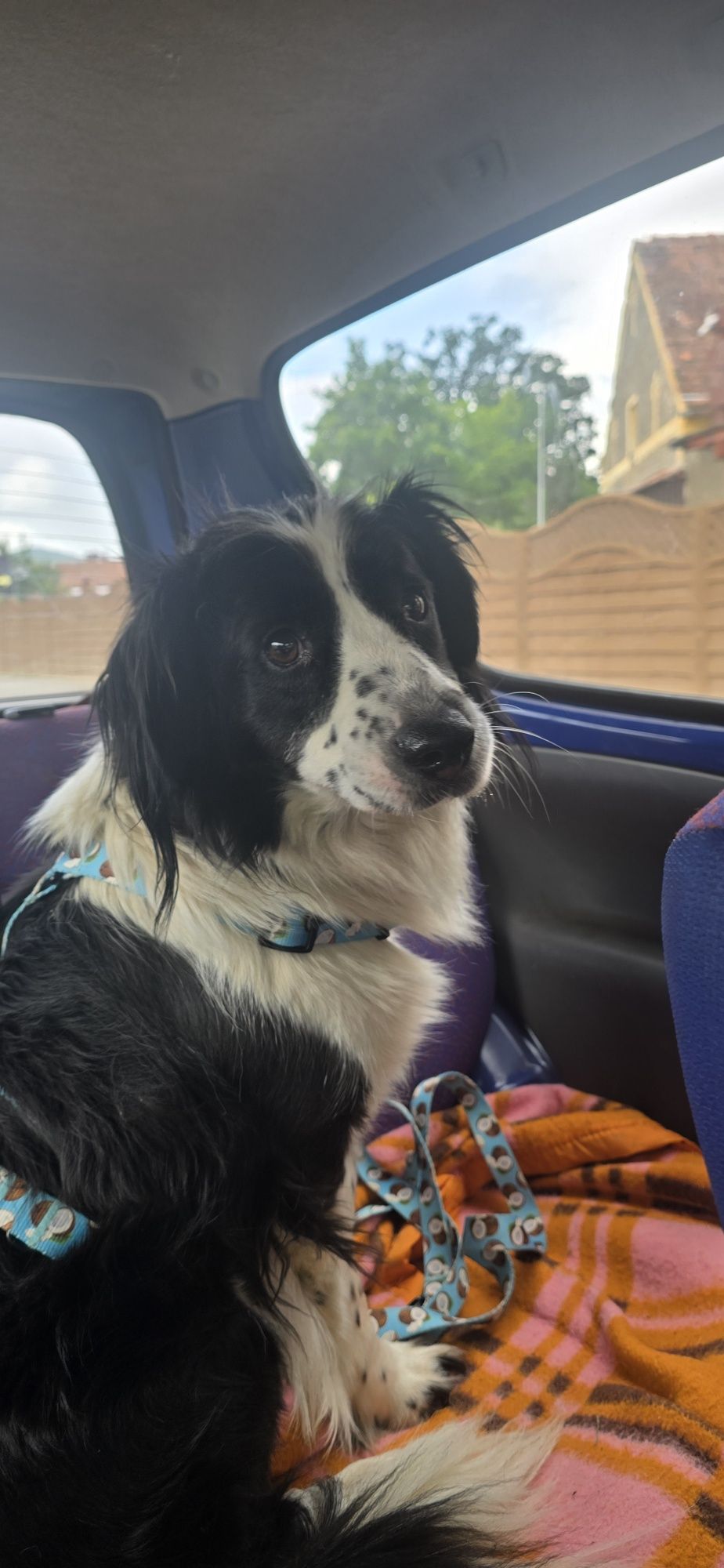 W typie border collie do adopcji