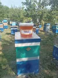 Пчелопакеты Карника Бджолопакети