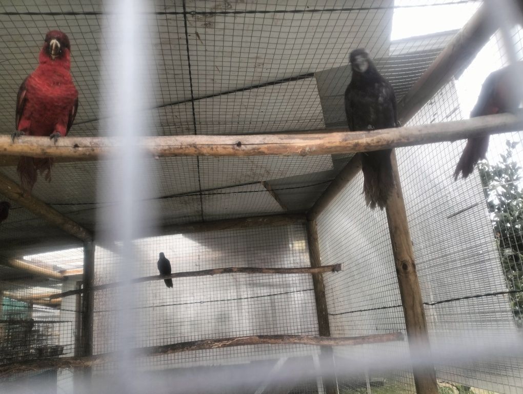 Loris (Atrás, Cardinal, Malucanos, Goldis)