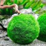 Marimo (Aegagropila linnaei) Planta Viva Aquário