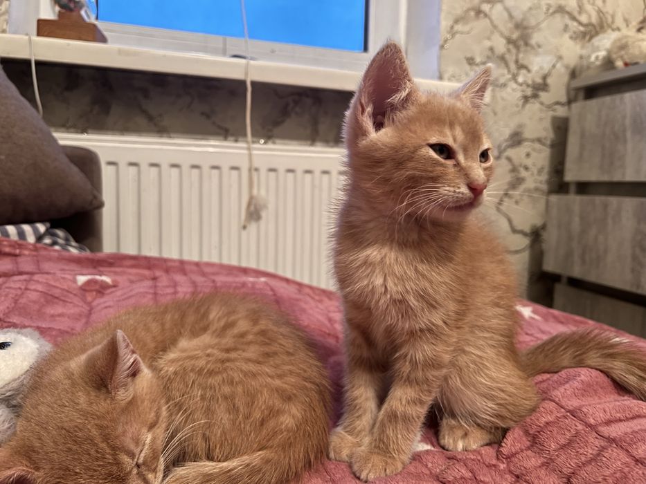 Отдаю бестплатно маленьких двух котят