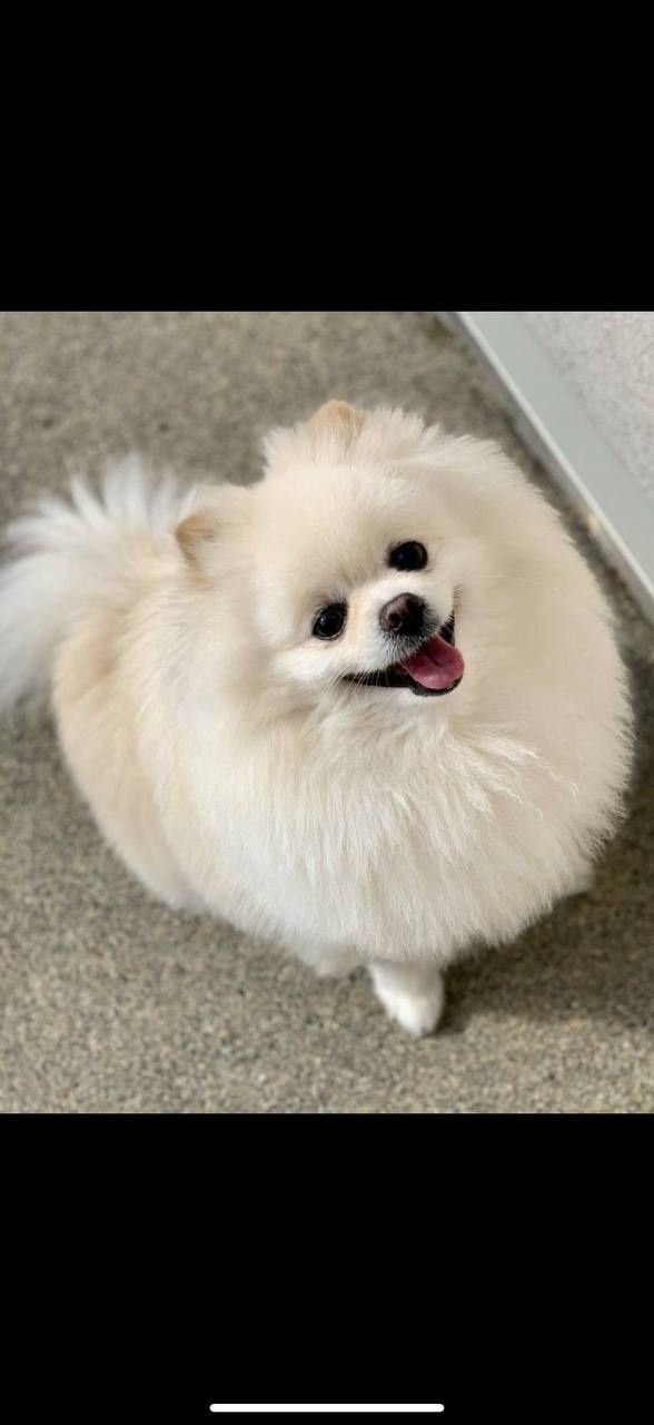 Pomeranian miniaturka